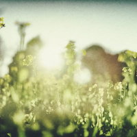 菜の花畑に降り注ぐ温かい日差しと春の風景の写真
