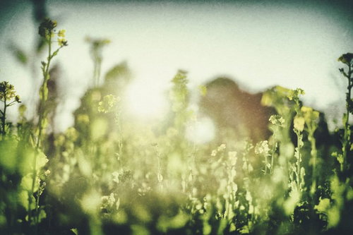 菜の花畑に降り注ぐ温かい日差しと春の風景