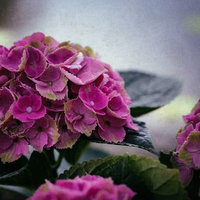 梅雨の不安定な空とあじさいの花が咲く庭園の写真