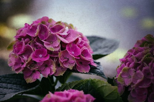 梅雨の不安定な空とあじさいの花が咲く庭園