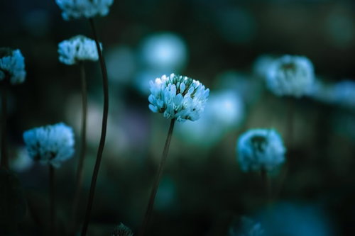 朝日を浴びて咲くシロツメクサの群生とマクロ撮影による光と影