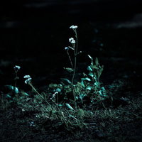 暗闇に咲く路肩の雑草 夜間の白い小さな花の写真