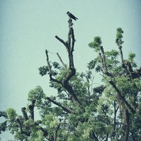 高みの枝から子どもを見守るカラスの親子の写真