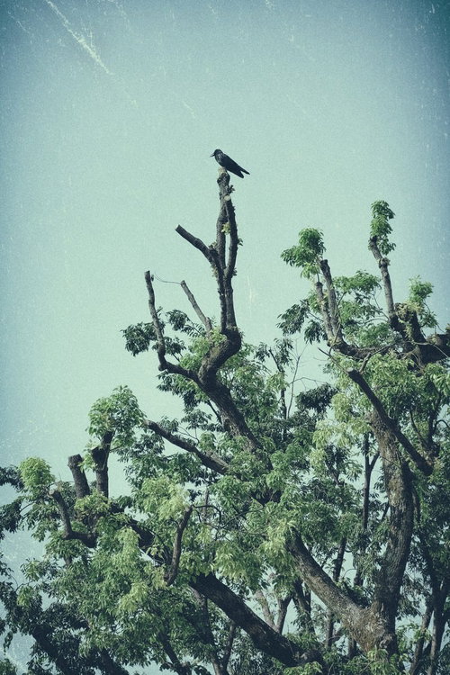 高みの枝から子どもを見守るカラスの親子