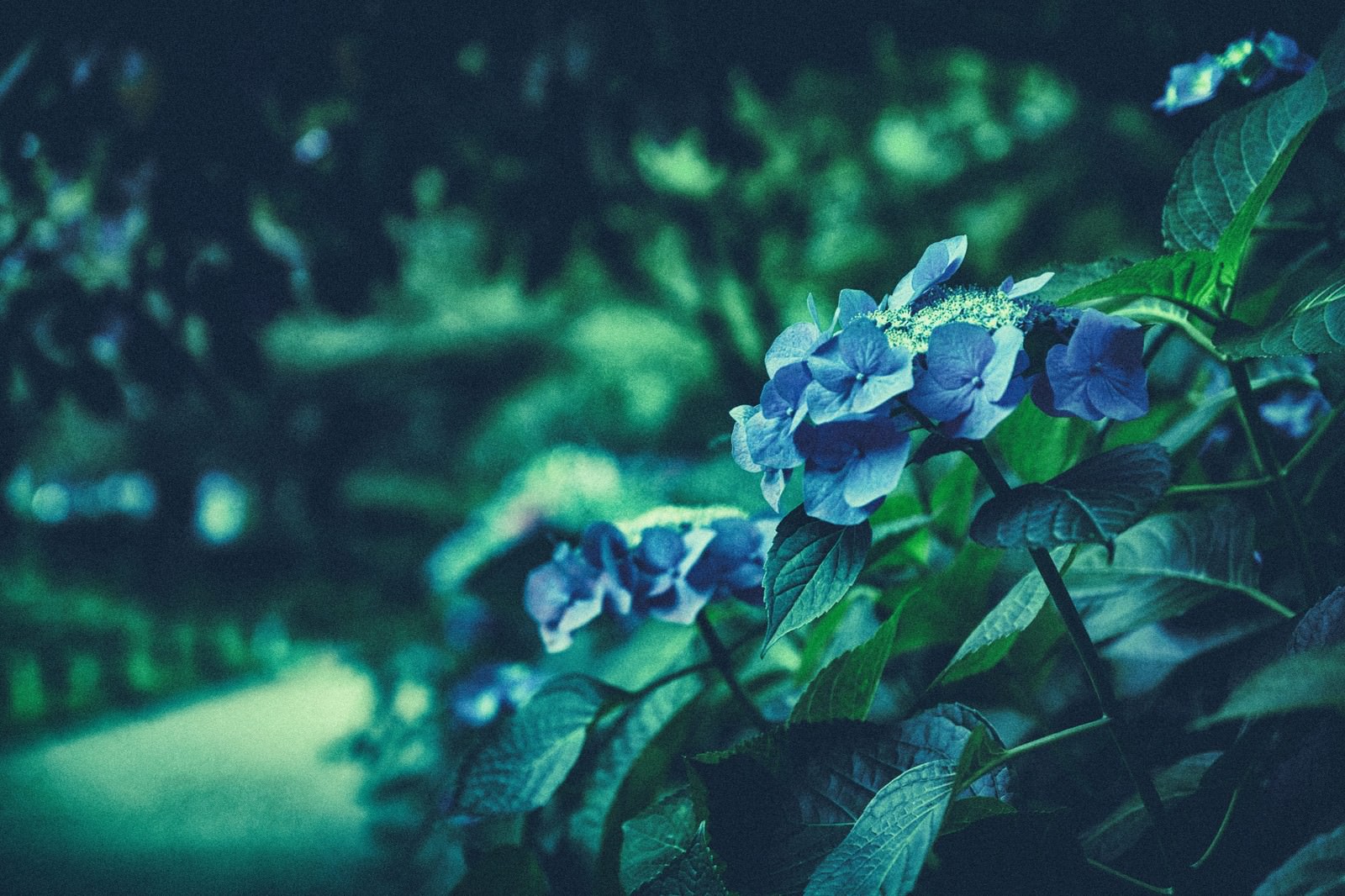 ノイズがかかった青紫色の紫陽花が咲いている写真