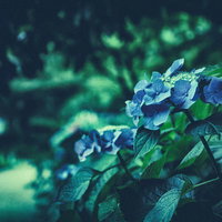 ノイズを生かした紫陽花が咲く季節の梅雨時期の写真