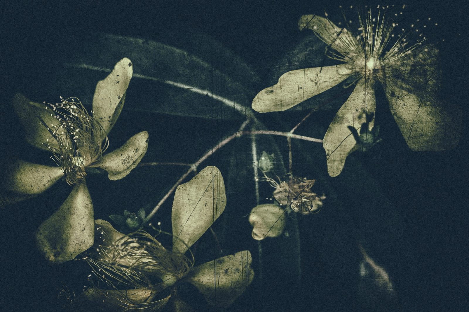 朽ちゆく花を捉えたノイズ感のあるフィルム調の退色写真素材