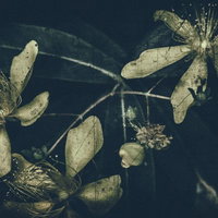 朽ちゆく花の寿命、ノイズ感漂うフィルム調の一枚の写真