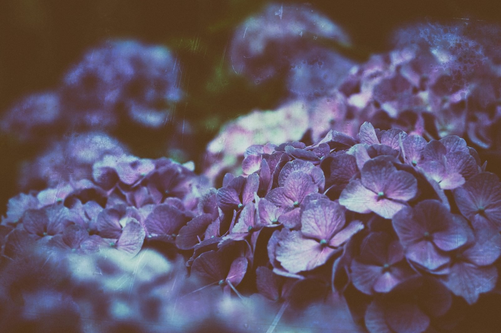 紫陽花がひしめき咲く様子をレトロフィルムで撮影した写真