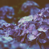 ひしめき咲く紫陽花の花、レトロフィルムで撮影の写真