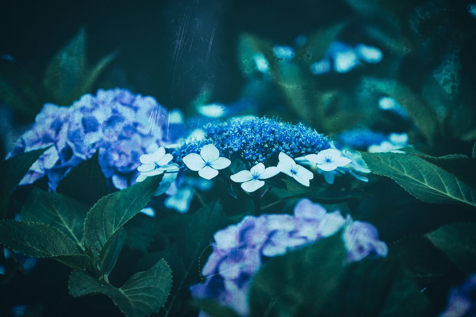 庭に咲く青い紫陽花とガクアジサイ