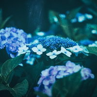 青い紫陽花とガクアジサイが満開に咲く庭の花の写真