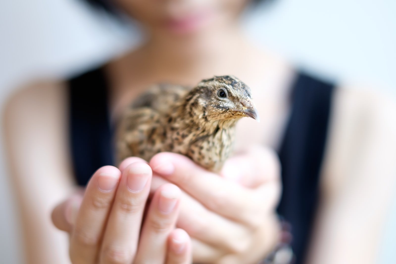 手のひらの上に乗る小さなうずら