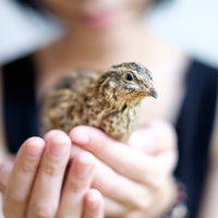 手のひらの上に乗るうずら、茶色と黒のまだら模様の可愛い小さい鳥の写真