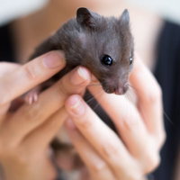 手のひらに乗せた小さなネズミの写真