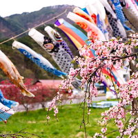 市ノ瀬の満開桜と青空に泳ぐカラフルな鯉のぼりの写真