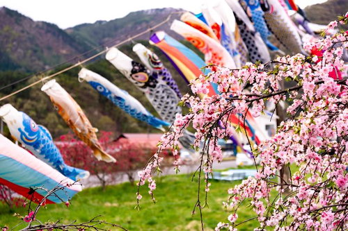 市ノ瀬の満開桜と青空に泳ぐカラフルな鯉のぼり