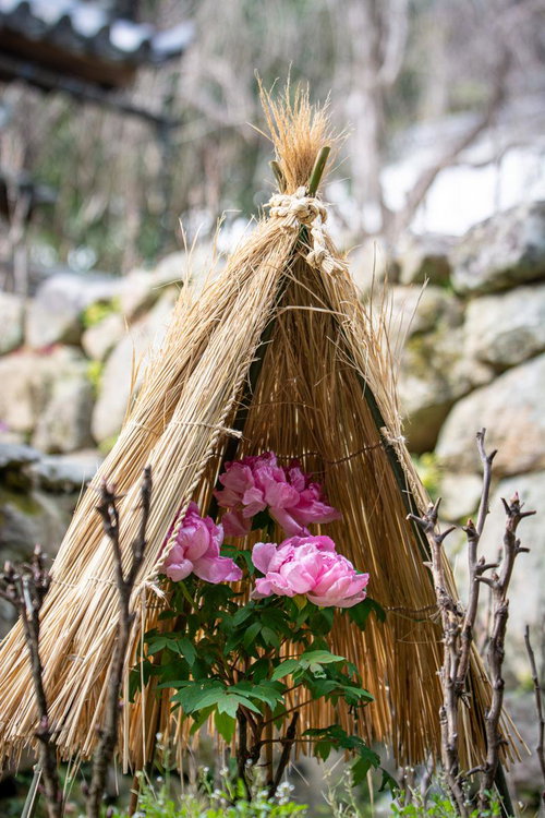 冬の寒さから守られた寒牡丹