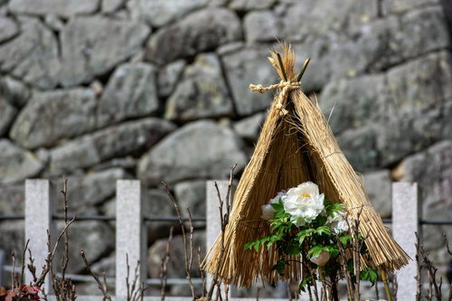 春を感じる柔らかな色の菜の花畑