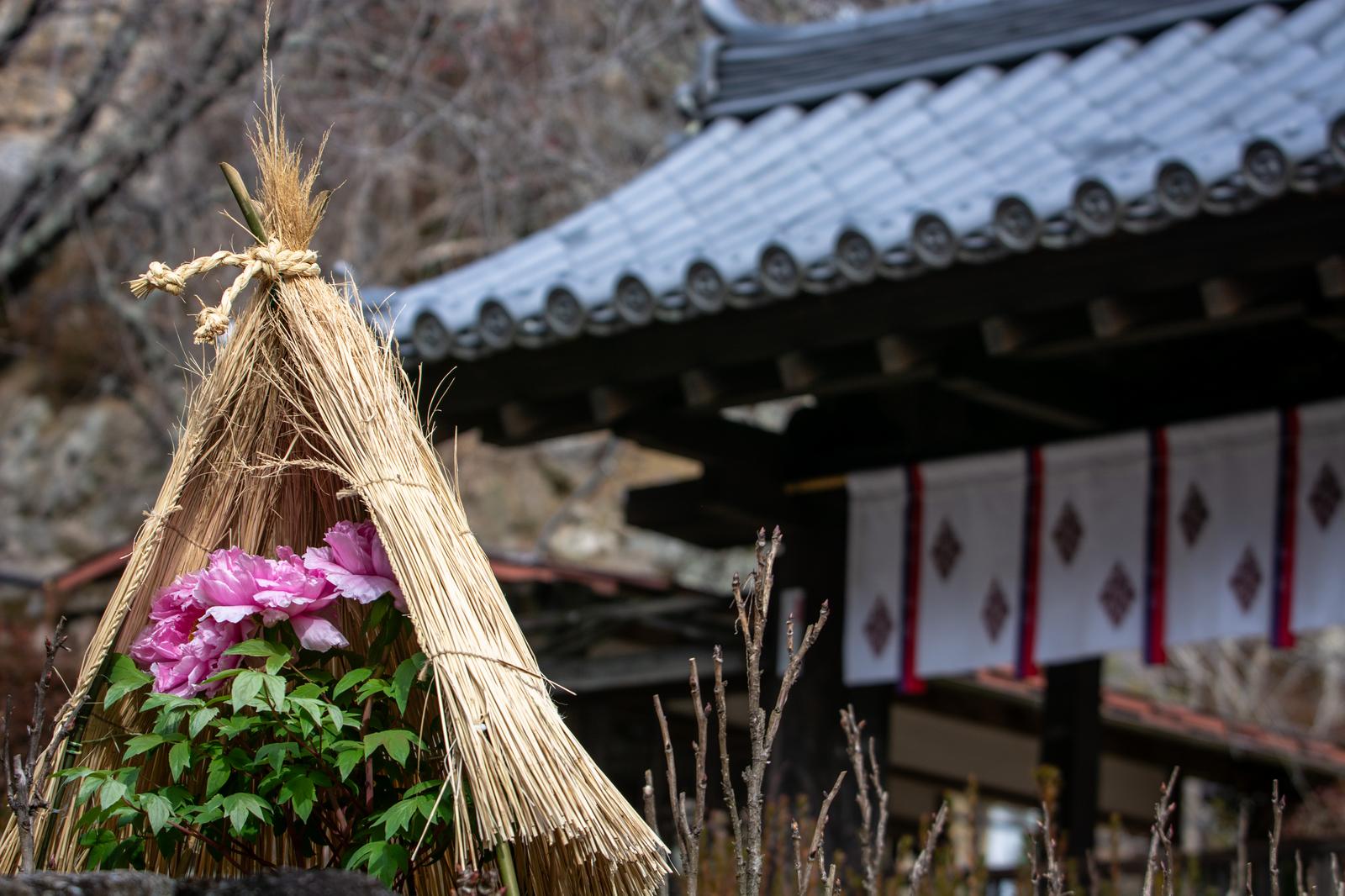 藁囲いの中で咲く白い冬牡丹と石垣庭園