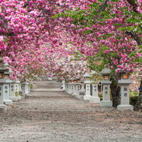 明かりが灯る石灯籠を満開の桜が彩るの写真