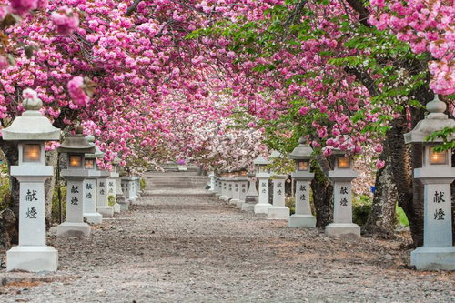 明かりが灯る石灯籠を満開の桜が彩る