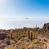ウユニ塩湖を見下ろす高台に群生するサボテンの山の写真