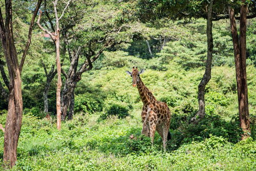 緑の森に立つキリン（麒麟）