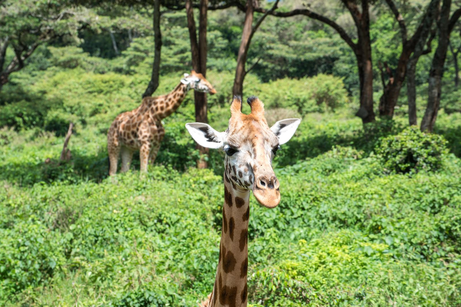 草地に立ち正面を見つめるキリンと、奥でくつろぐもう1頭のキリン
