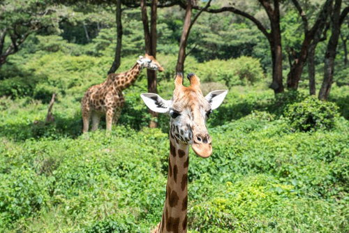 森を散歩するキリン2頭のアップ