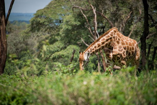 木々の中でえさを食べるキリン