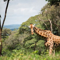 サバンナの野生キリン（緑の森）の写真