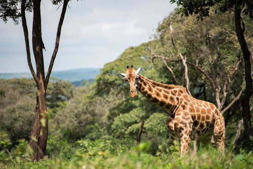 サバンナの野生キリン（緑の森）