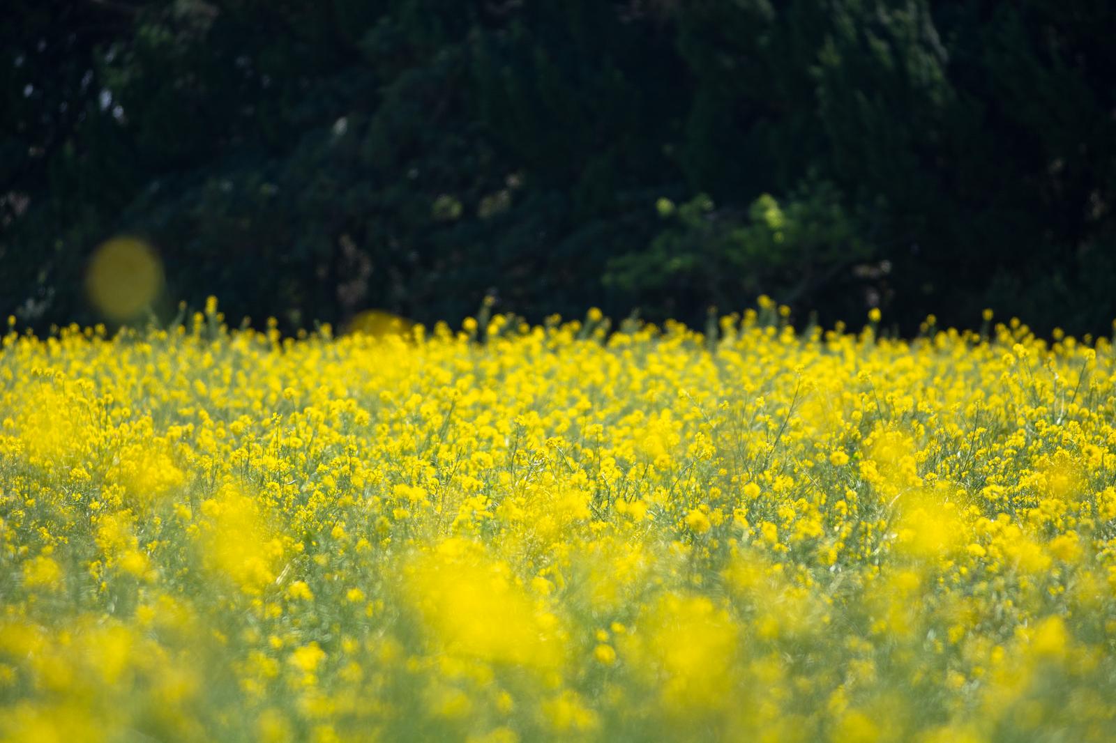 黄色い菜の花が手前に咲く畑と背後の深緑色の林