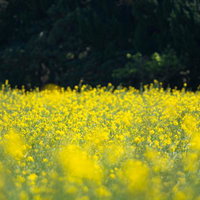 菜の花畑が描く黄色い絨毯の写真