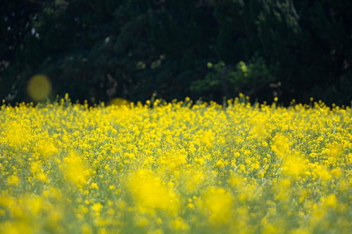 菜の花畑が描く黄色い絨毯