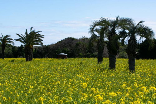 リゾート感漂うヤシの木と鮮やかな菜の花が織りなす春の風景