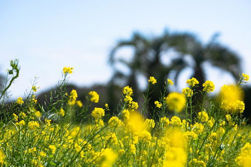 菜の花畑とヤシの木の共演