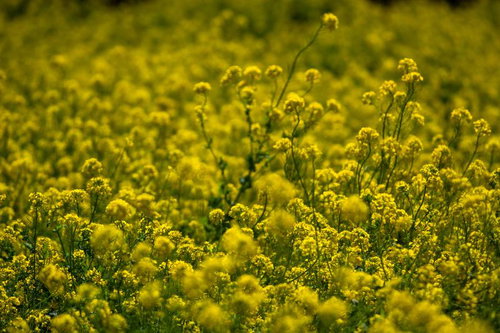 春の陽気に包まれる菜の花の海