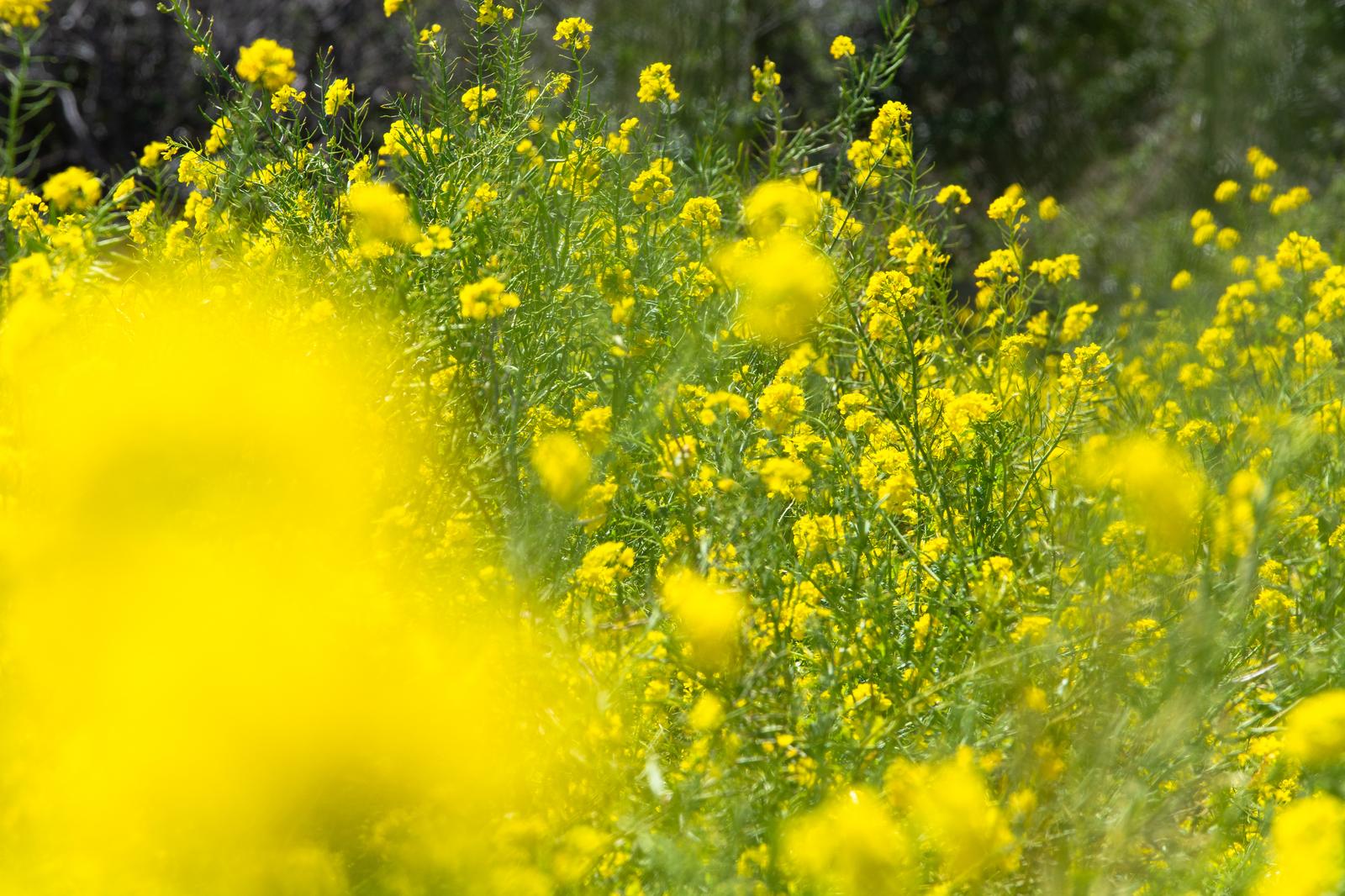春の野原に群生する菜の花