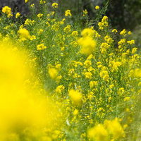 春風に揺れる黄色い菜の花の写真