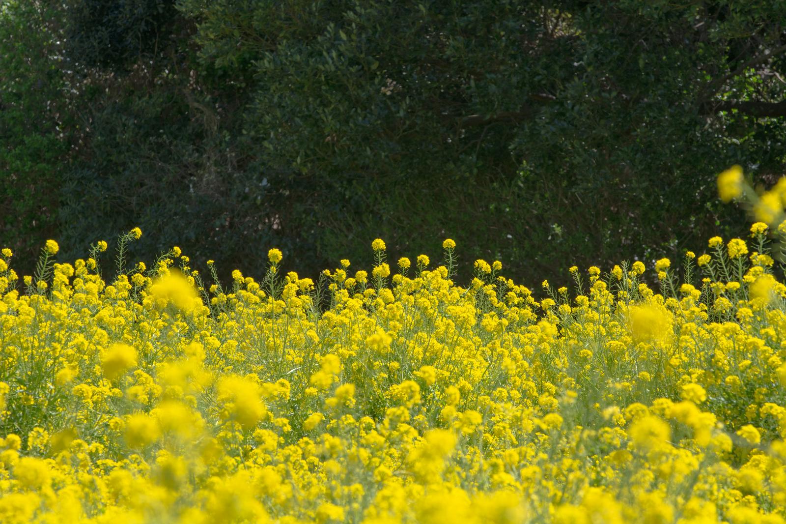 春の菜の花畑に咲く黄色い菜の花