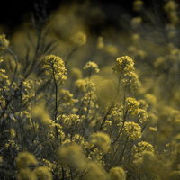 春風に揺れる菜の花の風景の写真