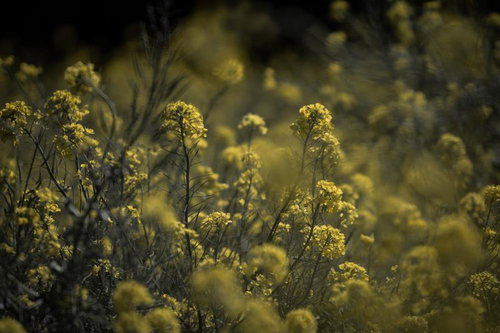 春風に揺れる菜の花の風景