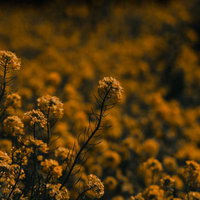夕暮れのような暖かい色調に包まれた菜の花畑の写真