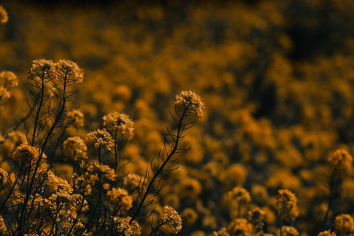 春の終わりに舞い降りたベニシジミと菜の花