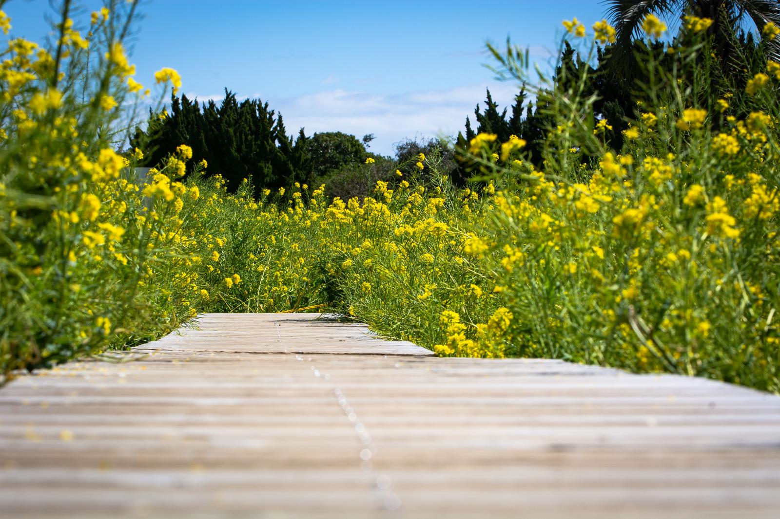 菜の花畑を通る木道のローアングル写真