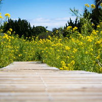 菜の花畑に作られた木造のランウェイの写真