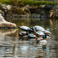 無限1UPチャンス！亀の石積みの写真