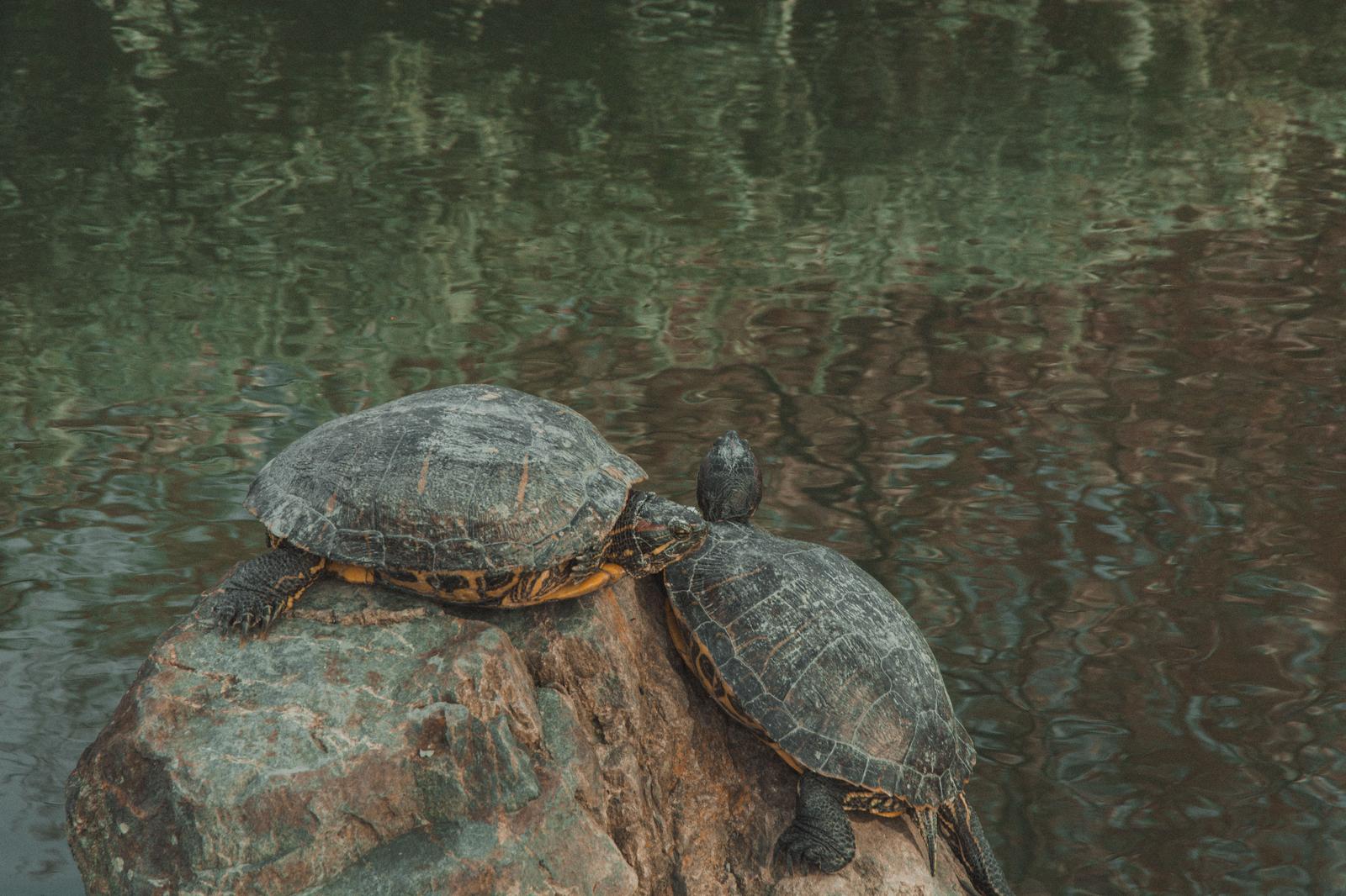 池の岩の上で休むカメ2匹